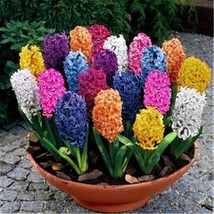 21 Hyacinth Mix Color Seeds - $8.88