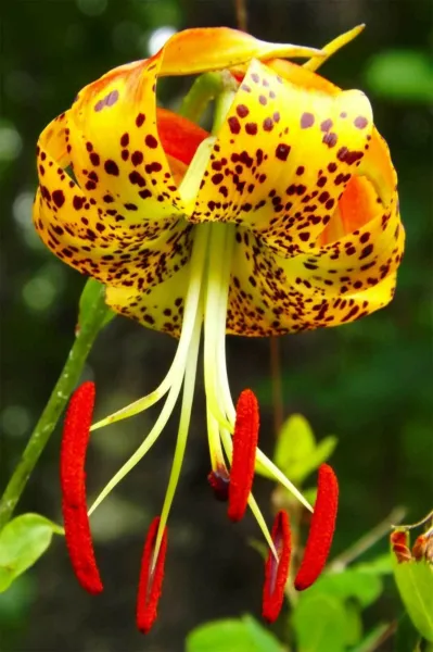 Lilium Superbum Turks-Cap American Tiger Turban Swamp Lily 20 Seeds Garden - £18.77 GBP