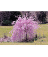 5 Weeping Purple Cherry Tree Seeds Flowering Japanese Flower Ornamental ... - £7.80 GBP