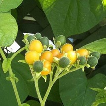 Dwarf Tamarillo Seeds Solanum Abutiloides Packet Of 100 Seeds US Seller Fast Shi - £6.83 GBP