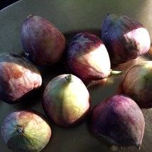 10 Sweet King Fig Seeds Fresh Garden USA Shipping - £9.21 GBP