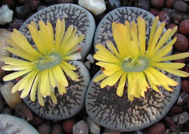 Lithops Aucampiae Exotic Living Stone Ice Plant Rock Stone Cactus Seed 1... - $33.98