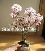 10 pcs Mini Bonsai Sakura Flower Seeds - Whitish Light Pink Flowers FRESH SEEDS - £4.74 GBP