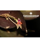 LEPANTHES CHORISTA MINIATURE ORCHID MOUNTED - €45,53 EUR LEPANTHES CHORISTA MINIATURE ORCHID MOUNTED - €45,53 EUR
