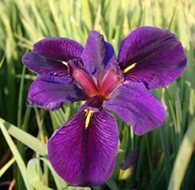 Black Gamecock Purple Louisiana Iris Aquatic Pond lLive Plant  SUPER PRI... - £11.09 GBP