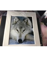 Reid McRae Watts  wildlife wolf white or gray snow wolf gaze - $47.99