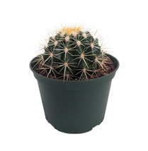 Golden Barrel Cactus - Echinocactus grusonii - 6&quot; Pot - £68.72 GBP