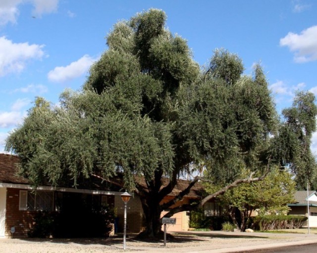 thumbnail image 2 of Buy Olea Europaea: Common Edible Olive Seeds Online In USA, $6.00 2 of 10