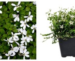 Top Seller - Alpine White Star Creeper - Isotoma - 2.5&quot; Pot - Garden/Out... - £28.26 GBP