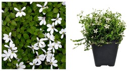 Top Seller - Alpine White Star Creeper - Isotoma - 2.5" Pot - Garden/Outdoors - £28.27 GBP
