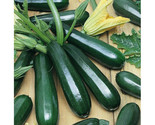 20 Black Beauty Zucchini Summer Squash Seeds Fast Shipping - £7.20 GBP