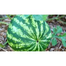 50+ Crimson Sweet Watermelon Seeds | Large Juicy Summer Fruit - $16.50