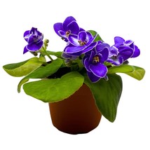 Harmony Foliage Cajun&#39;s Christy African Violet Saintpaulia 4 inch - £21.65 GBP