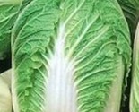 Chinese Cabbage Seeds Michihili Seeds 500 Non-Gmoseeds  Fast Shipping - $7.99