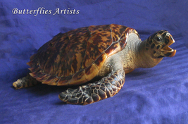 Caretta Caretta Loggerhead Sea Turtle Taxidermy Quality Scientific Zoology  - £784.25 GBP