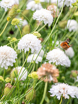 US Seller Scabiosa Atropurpurea White Fast Shipping - £11.42 GBP