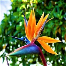 Garden Store 10 Seeds Bird Of Paradise Seeds Strelitzia Reginae Beautiful Colorf - £6.57 GBP