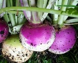 Purple Top Turnip Seeds 500 Vegetable Garden Culinary Soups Stews Fast S... - $8.99