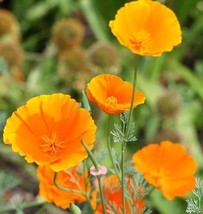 500 Seeds Organic California Poppy Beautiful Bright Orange - £14.93 GBP