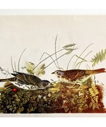 Fox Sparrow Bird Lithograph 1950 Audubon Antique Art Print DWP6A - $42.03 CAD