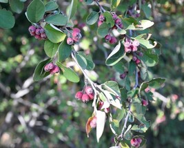 Amelanchier Ovalis (Snowy Mespilus) 15 seeds - £1.04 GBP