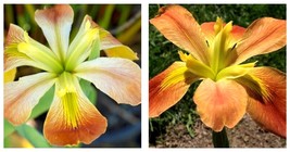 Louisiana Iris Count Pulaski-native American wildflower - Live STARTER Plant - £33.80 GBP