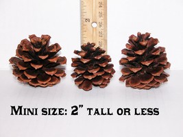 Lot of 25 - PONDEROSA Pine Cones Oregon Organic Pinecones MINI SIZE 2&quot; o... - £17.24 GBP