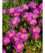25 Table Mountain Ice Plant Magenta Fuchsia Delosperma Cooperi Heirloom ... - $14.00