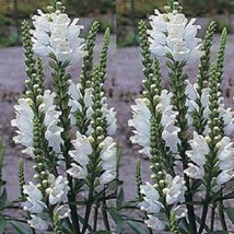 BPA 50 Seeds White Showy Obedient Plant (False Dragon Head) Physostegia Angustif - £7.88 GBP