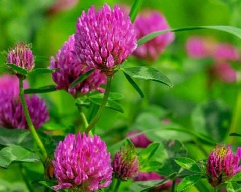 Red Clover Seeds Organic Red Clover Seeds Clover Seeds Red Clover At Hom... - $2.98