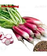 MBK 10 Redbud Tree Seeds Fast Ship - $12.98