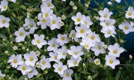 Arenaria Montana 50 Flower Seeds - £6.31 GBP