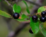 Sparkleberry Tree Vaccinium Arboreum 15 Pre Stratified Seeds Fruiting Shrub - £7.06 GBP