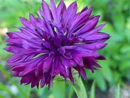 FA Store 50 Bright Purple Bachelor&#39;s Button Seeds Annual - £7.95 GBP