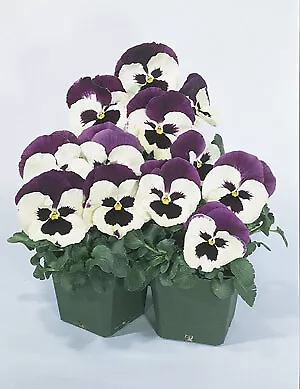 Pansy Majestic Giant II Blue and White 250 seeds - $35.18