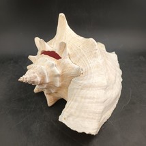 Conch Seashell Spiral Pink White Ocean Beach Decor 10&quot;x8&quot;x6&quot;    OBO - £11.97 GBP