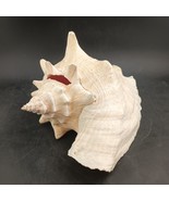 Conch Seashell Spiral Pink White Ocean Beach Decor 10&quot;x8&quot;x6&quot;    OBO - $15.00