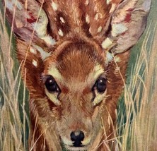 Baby Deer Fawn In Field 1931 Lithograph Art Print Nature Wildlife HM1E - £7.23 GBP