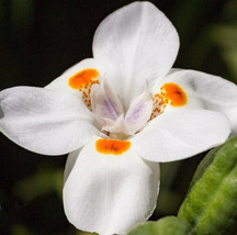 VP Lily Flower Seeds African Iris Fortnight - Iris Flower - $4.78
