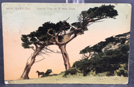 1907 Ostrich Tree on 17 Mile Drive Monterey CA Postcard California Duplex - £7.45 GBP
