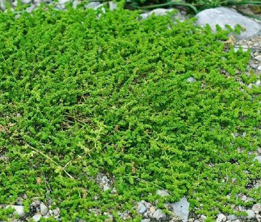 200 seeds Herniaria Glabra Herb - Green Carpet - Ground Cover Seeds
