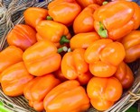 Sale 100 Seeds Orange King Bell Pepper Sweet Capsicum Annuum Vegetable  USA - $9.90