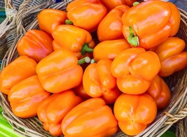 Sale 100 Seeds Orange King Bell Pepper Sweet Capsicum Annuum Vegetable  USA - £7.82 GBP