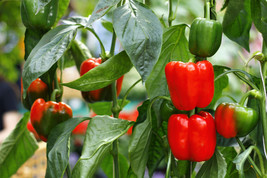 20 Organic Red Mini Bell Pepper Sweet Mild Miniature Capsicum Vegetable Seeds US - $18.00