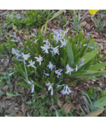 Purple/Blue Siberian Squill (Scilla siberica) Bulbs- 10 Bulbs - $13.95