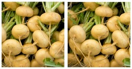1000+ Golden Ball Turnip Seeds Vegetable Garden Soups Stews Cooking Free Ship - £13.32 GBP