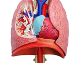 TEDCO 4D Respiratory System Model - £53.89 GBP