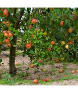 Mcintosh Apple Tree 2Ft Tall Now Live Apple Tree Plant Garden - $109,809.44 MXN