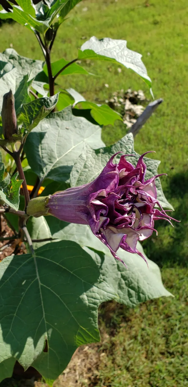 PURPLE ANGEL TRUMPET DATURA PURPLE MOON FLOWERS SEEDS AWESOME PLANT 2024... - $14.09 CAD