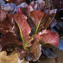 600+ Red Romaine Lettuce Lactuca Sativa Heirloom Vegetable Seeds - $17.85